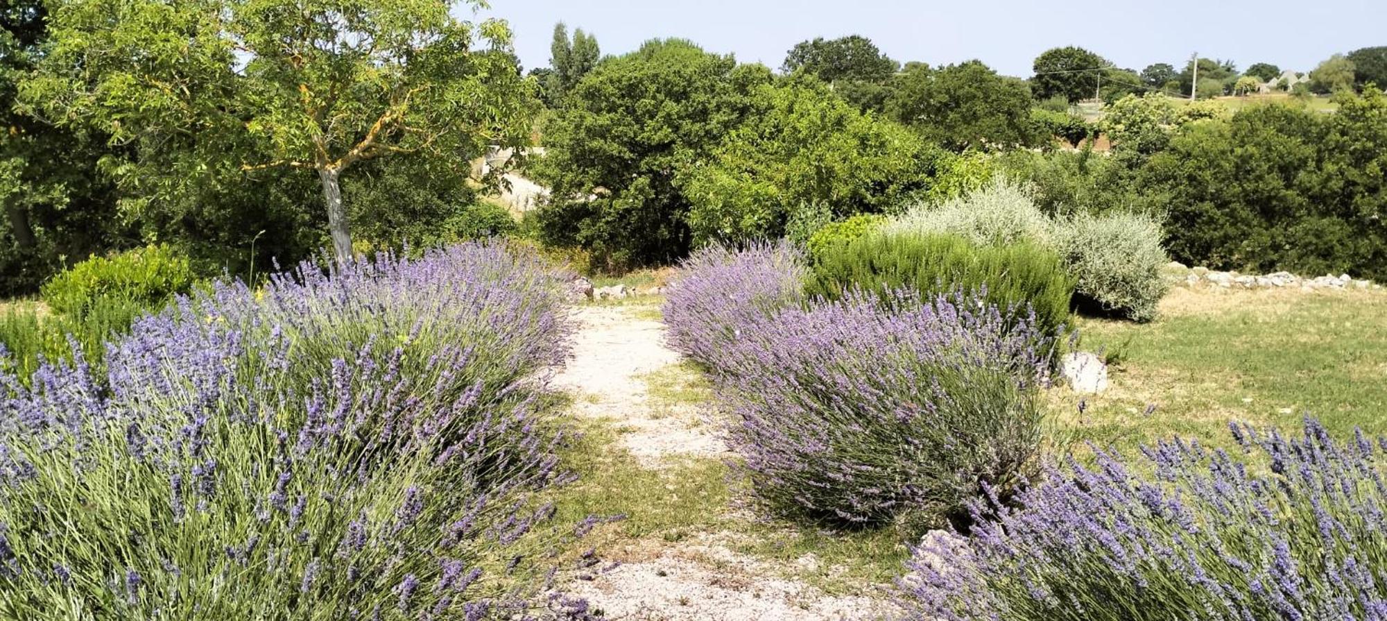 Trullo Dimora Podere Papilio Noci